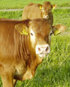 open2day.dk/lolland-falster Kirkehøjens Limousine Kirkehøjens Limousine Billede/Photo/Bild