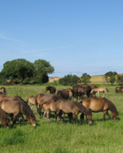Vilde Heste på Langeland Billede/Photo/Bild